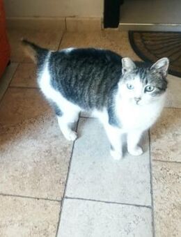 Ausdrucksvolle Augen-Luchs-Schwanz-Pasha - Augsburg