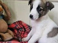 Miska entzückendes Hundekind - Hüllhorst