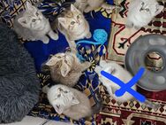 Britische Kurzhaar Katzen - Remscheid