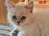 BKH & BLH Kitten mit vererbten blauen Augen - Magdeburg