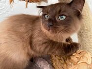 Ragdoll Kitten Auszugsbereit - Dingolfing