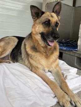 Big Ira, liebenswerte Hündin, ca. 9 J - Vaterstetten