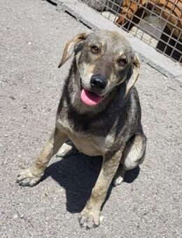 Lebensfrohe ♥Pika♥ sucht treue Menschen - Hamburg