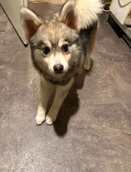 pomsky rüde sucht schönes zuhause - Stadthagen Zentrum