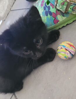 BKH- Kitten - Colditz
