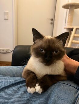 Liebevolle Katze sucht neues Zuhause (wegen Umzug) - Münster