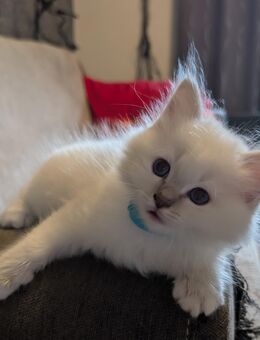 Heilige Birma kitten - Schiffweiler