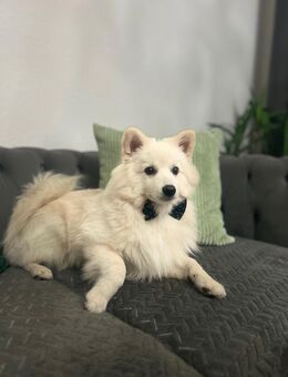 Mini Spitz / Kleinspitz Rüde – 6 Monate, gechipt, geimpft, kinderfreundlich - Hannover Buchholz-Kleefeld