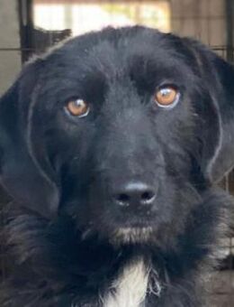 Erebus, geb. ca. 01/2025, GRIECHENLAND - Euskirchen