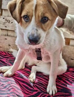 Junghündin Misha sucht ihre Menschen - Koblenz