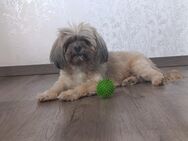Suche für mein Frauchen - Mücke