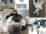 TOTTIE * toller Begleit- Typ - Duisburg