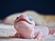 Leopardgecko Weibchen super snow raptor - Berlin