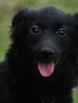 Leilanie unser Zuckerschnute... - Hagen (Stadt der FernUniversität)