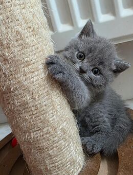 Bkh kitten in Blue und Weiß....... ! - Stockach