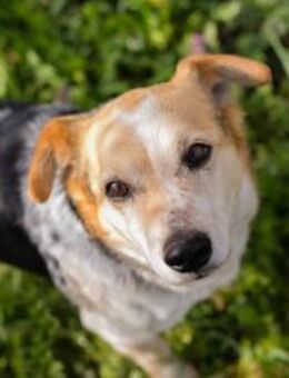 Kleiner Charly sucht Hundeeltern 💛 - Laufen