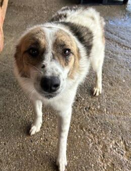 Hübsche, neugierige BONNY! - Korschenbroich