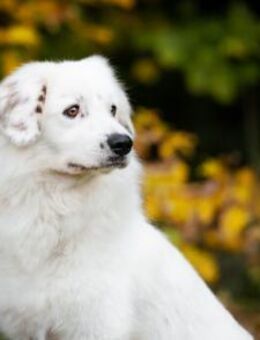 Buddy sucht ein hundeerfahrenes Zuhause - München