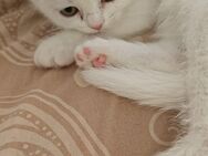 Hallo liebe Katzenlıebhaber - Waltrop