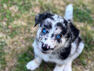 Australien Huskys - Essen