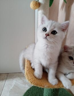 Reinrassige bkh und blh silver shaded/point Kitten suchen ihr liebevolles Zuhause - Grevenbroich