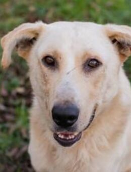 ELIJAH - brav mit euch unterwegs sein - Overath