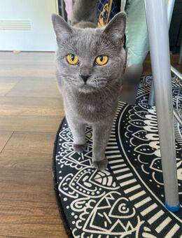 BKH Katze - Friedberg (Hessen)