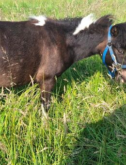 Amha Wallach 3 Jahre! - Limburg (Lahn)