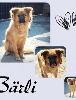 Bärli - Köln