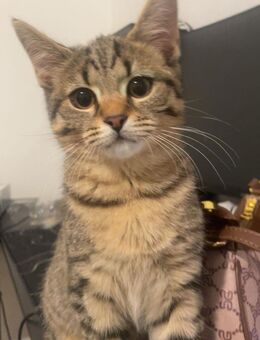 Amerikanische short Haar mix - Ichenhausen