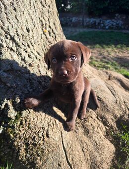 Labrador, Arbeitslinie, Welpen, Schoko - Warburg (Hansestadt)