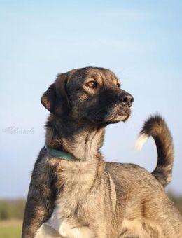 Dolores große Hundedame mit viel ❤️ - Salzwedel (Hansestadt) Zentrum