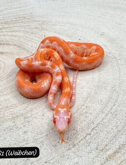 Scaleless Kornnatter Babys - Dülmen