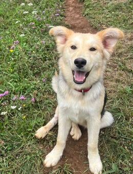 Husky-Mix Ronja sucht ihre Menschen - Großefehn
