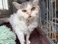 Ganz besondere Katzenoma Cleopatra - Bad Camberg