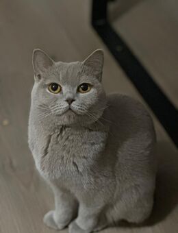 Bkh Katze 2,5 Jahre alt - Bad Bramstedt