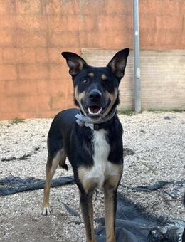 Astor sucht seine Menschen - Fronreute