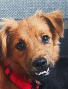 EMMA-zuckersüße Jung-Hündin,31 cm(w) - Rösrath