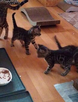 Mischilingskitten Begal Mix 250€ - Groß Ippener
