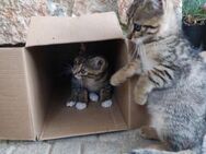 Nala und Kiara aus dem Tierschutz - Grevenbroich