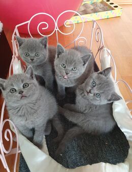 BKH Kitten - Nördlingen