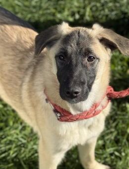 Lebensfroher Rüde Rico - Chemnitz