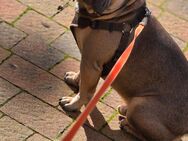 Französische Bulldogge - Wittstock (Dosse)