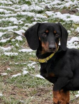 Ich heiße Rudi ... - Frankfurt (Main)