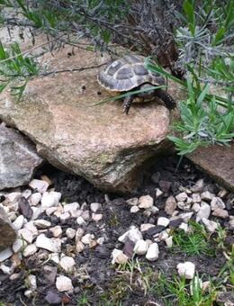 Griechische Landschildkröten - Ahaus Zentrum