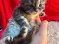 ✨ Maine Coon Kitten – 5 kleine Persönlichkeiten suchen ihr Traum-Zuhause! ✨ in 04838