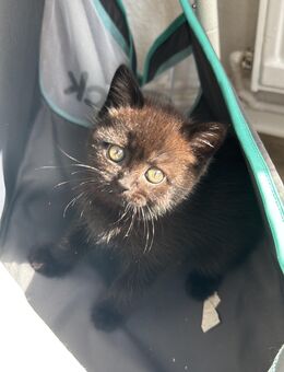 Bkh Kater 12 Wochen alt - Wilhelmshaven