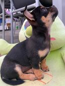 Süßes, liebevolles und verspieltes Hundemädchen sucht ein liebevolles Zuhause 💕 in 32278