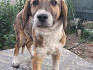 🐾💚Fröhlicher Welpe Casper💚🐾 - Eislingen (Fils)
