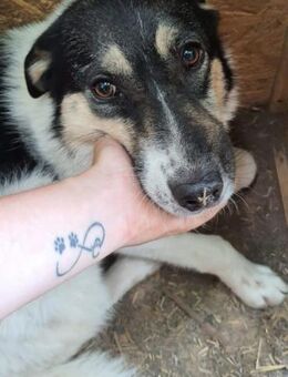 SCOOBA 50 cm - Alpenrod